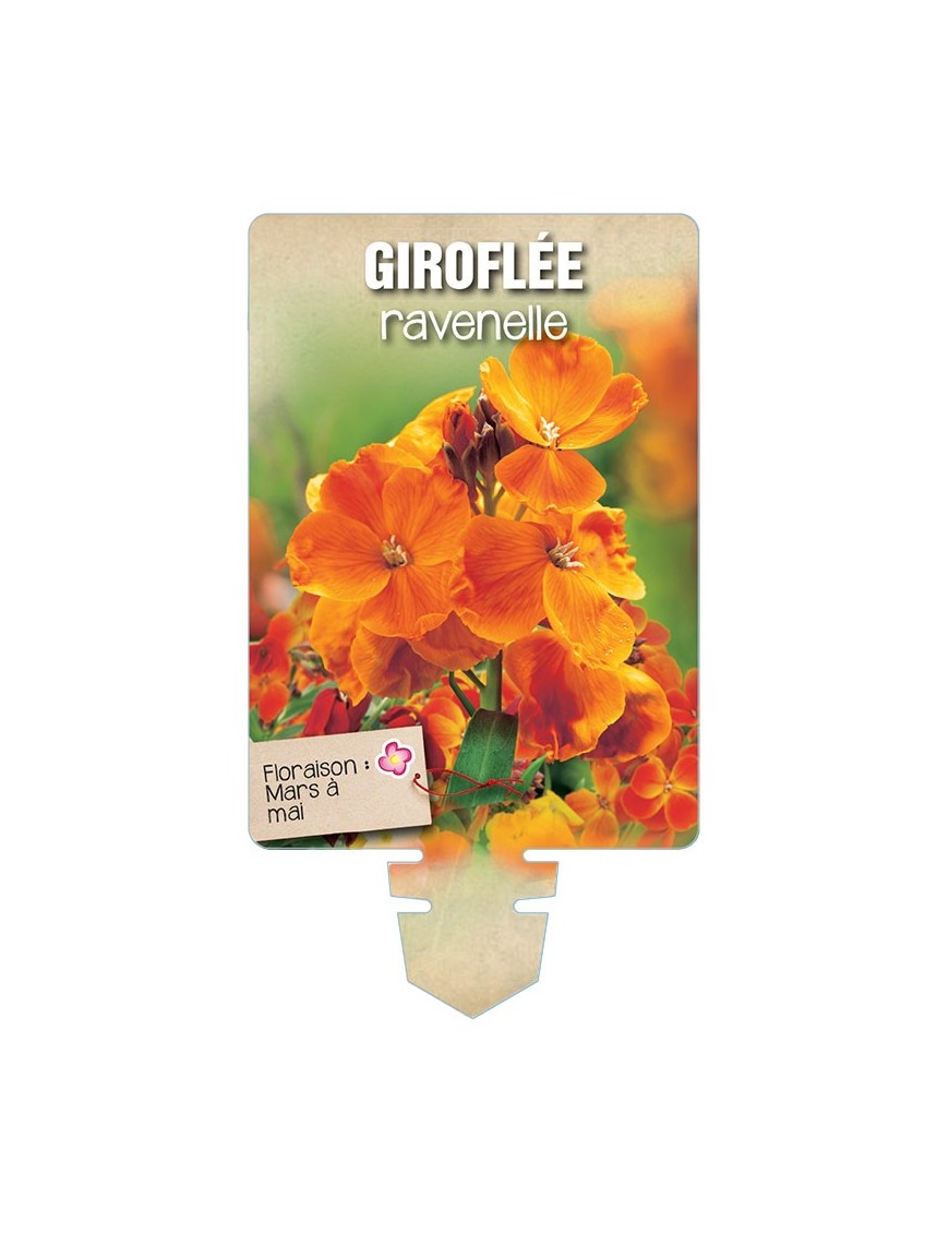 GIROFLÉE RAVENELLE (orange) *