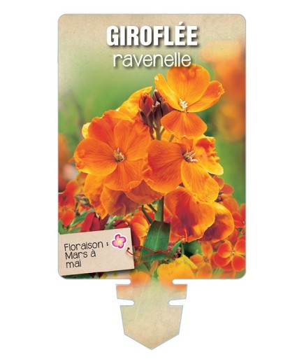 GIROFLÉE RAVENELLE (orange) *