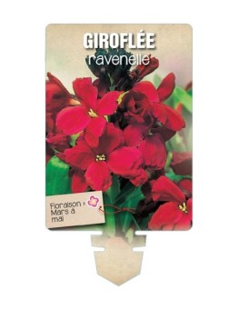 GIROFLÉE RAVENELLE (rouge foncé) *