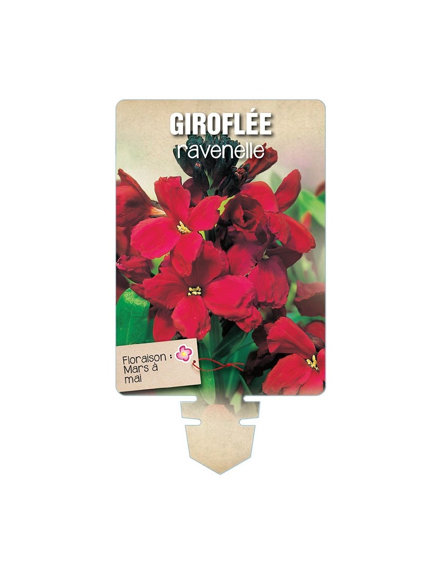 GIROFLÉE RAVENELLE (rouge foncé) *