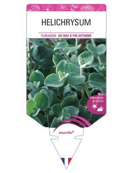 HELICHRYSUM *