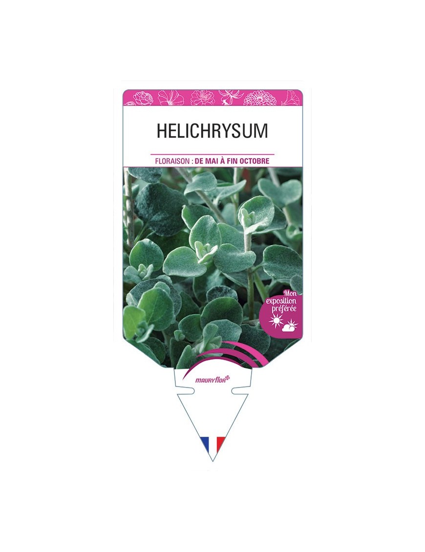 HELICHRYSUM *
