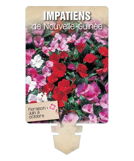 IMPATIENS DE NOUVELLE GUINÉE (varié) *