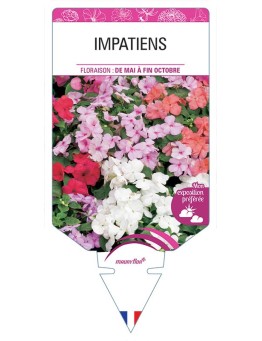 IMPATIENS (varié) *
