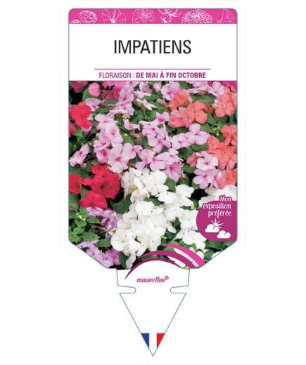 IMPATIENS (varié) *