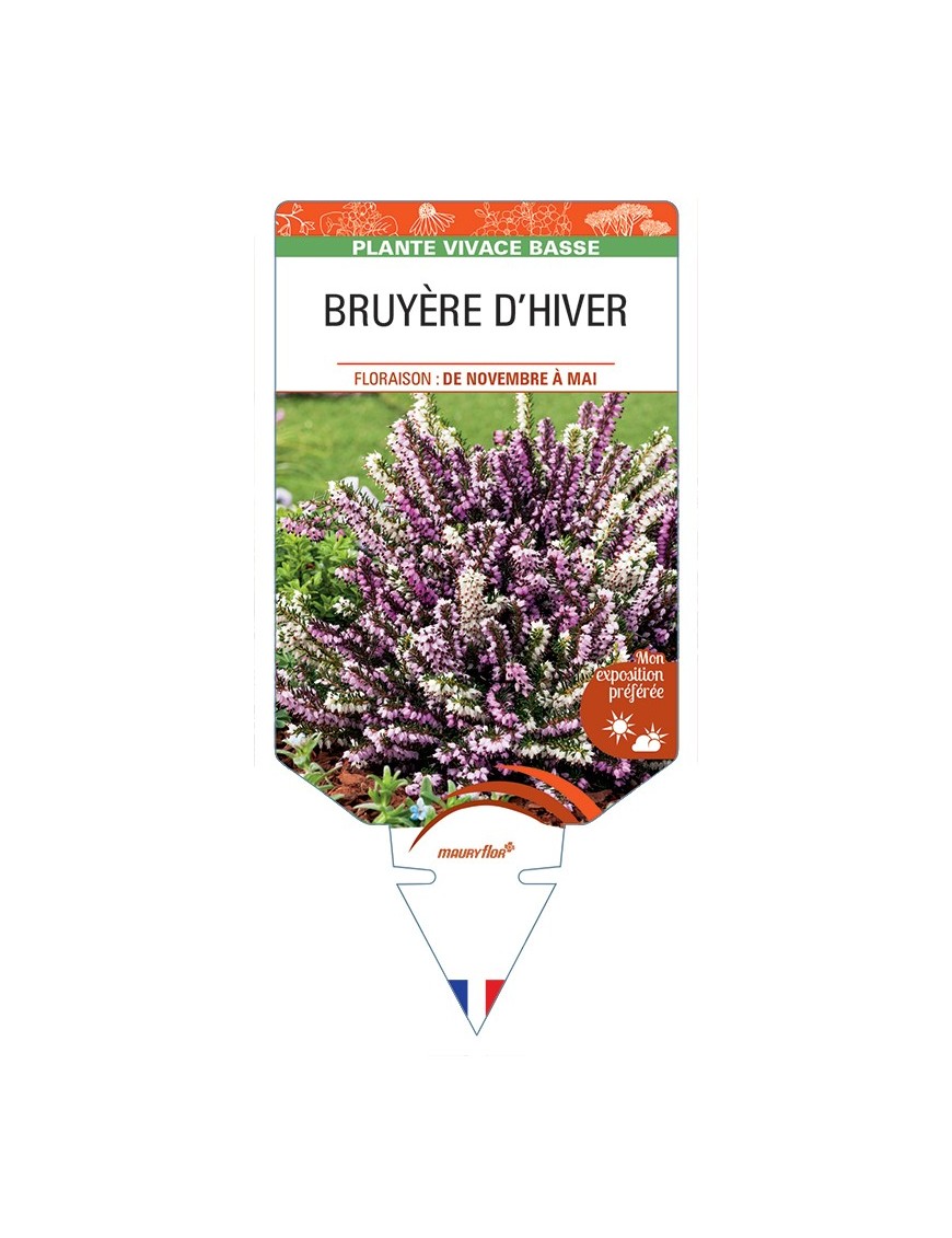 ERICA DARLEYENSIS voir Bruyère d'Hiver (varié)