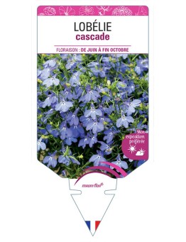 LOBELIA CASCADE (bleu)