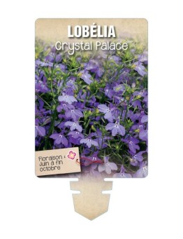 LOBELIA CRYSTAL PALACE