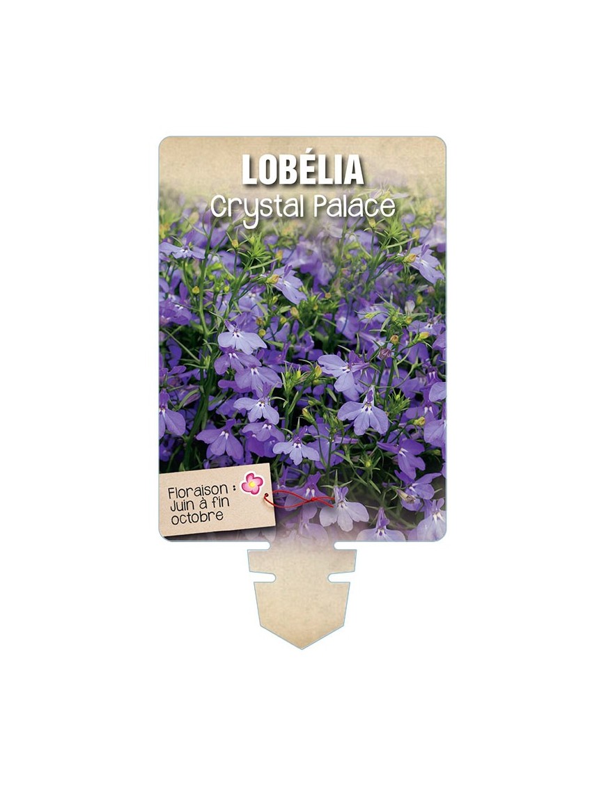 LOBELIA CRYSTAL PALACE