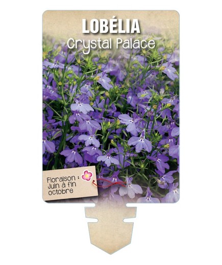 LOBELIA CRYSTAL PALACE
