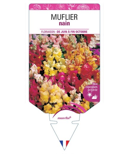 MUFLIER NAIN (varié) *