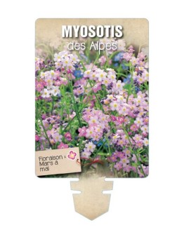 MYOSOTIS DES ALPES (rose) *