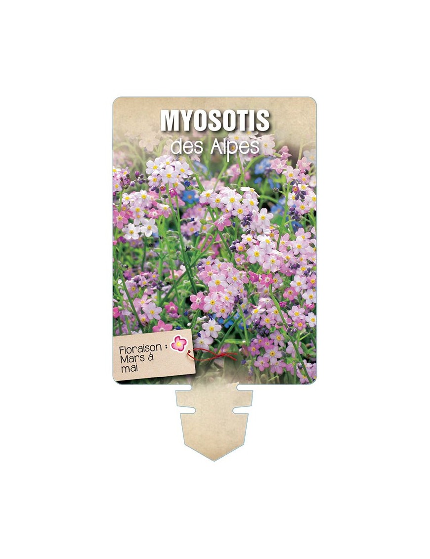 MYOSOTIS DES ALPES (rose) *