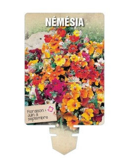 NEMESIA VARIE *