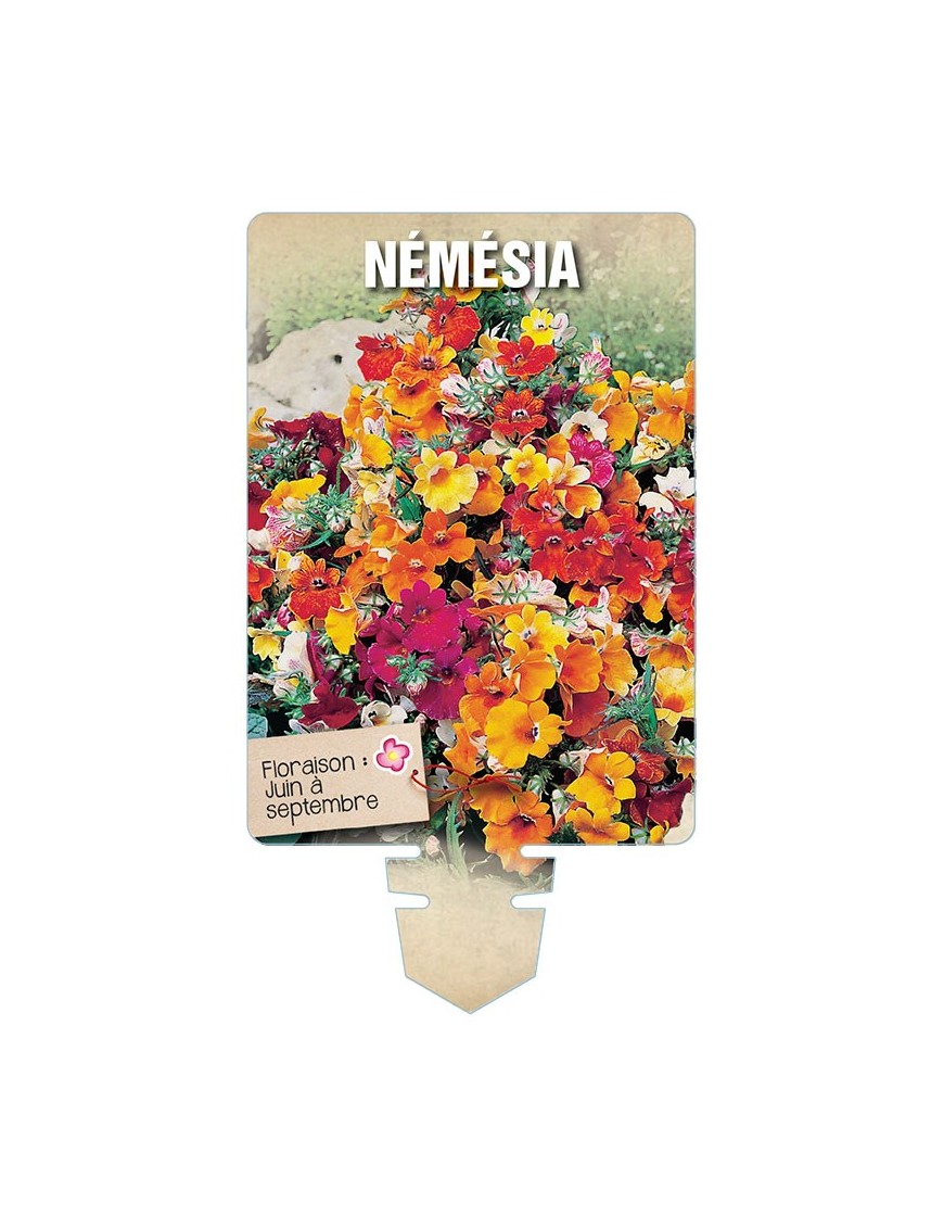 NEMESIA VARIE *