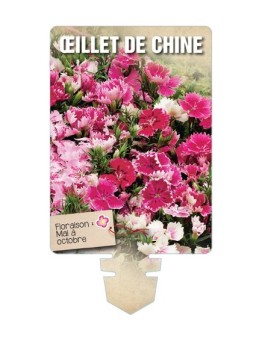 ŒILLET DE CHINE (varié) *