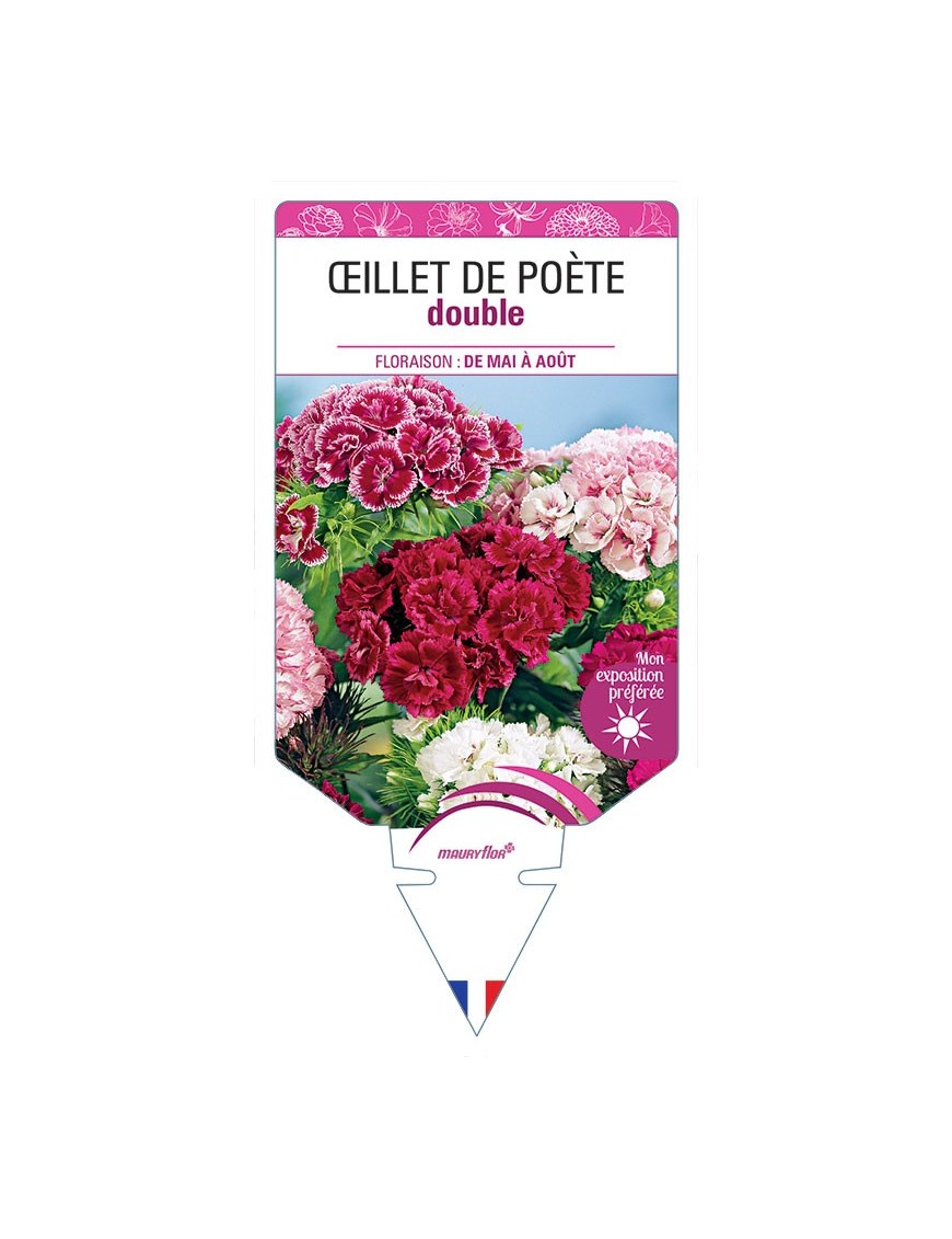 ŒILLET DE POÈTE (haut double varié) *