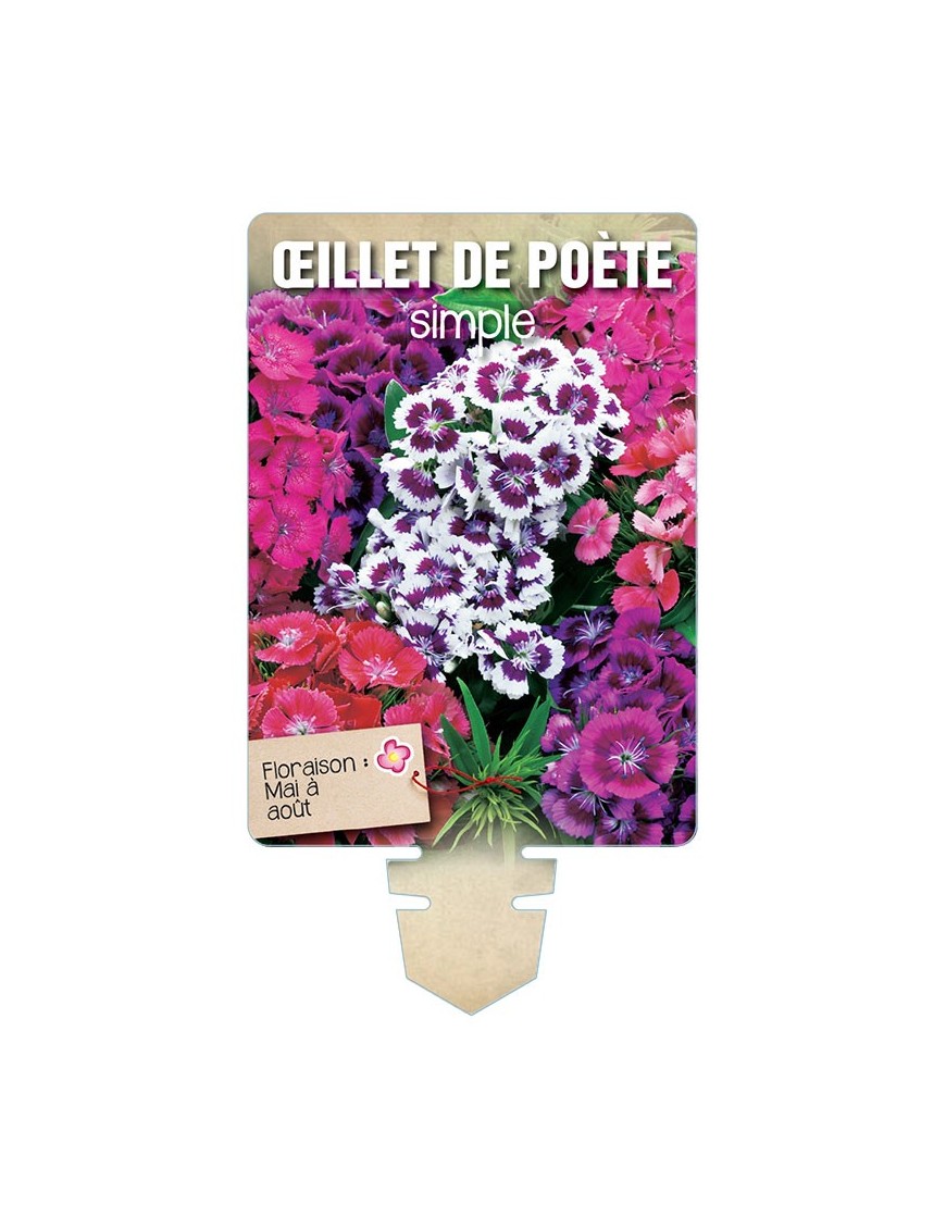 ŒILLET DE POÈTE SIMPLE (haut varié) *