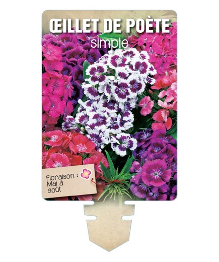 ŒILLET DE POÈTE SIMPLE (haut varié) *