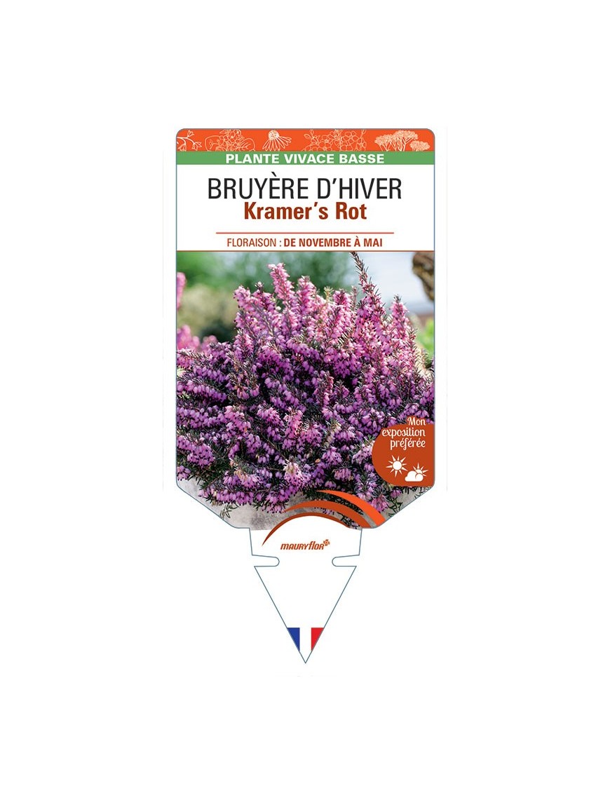 ERICA DARLEYENSIS Kramer’s Rot voir BRUYÈRE D’HIVER