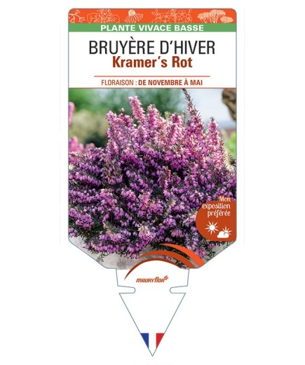 ERICA DARLEYENSIS Kramer’s Rot voir BRUYÈRE D’HIVER