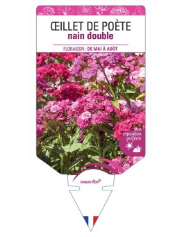 ŒILLET DE POÈTE NAIN (double varié)