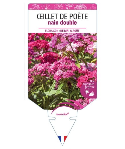 ŒILLET DE POÈTE NAIN (double varié)