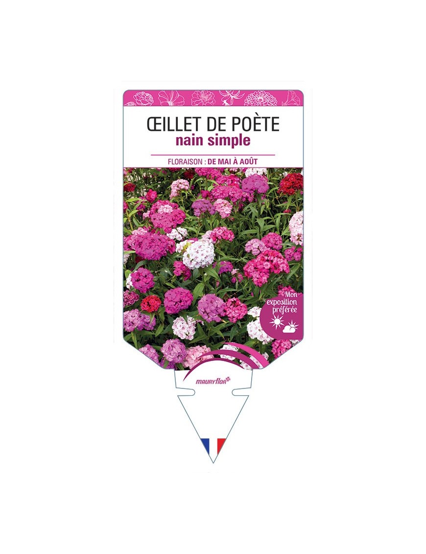 ŒILLET DE POÈTE NAIN (simple varié) *