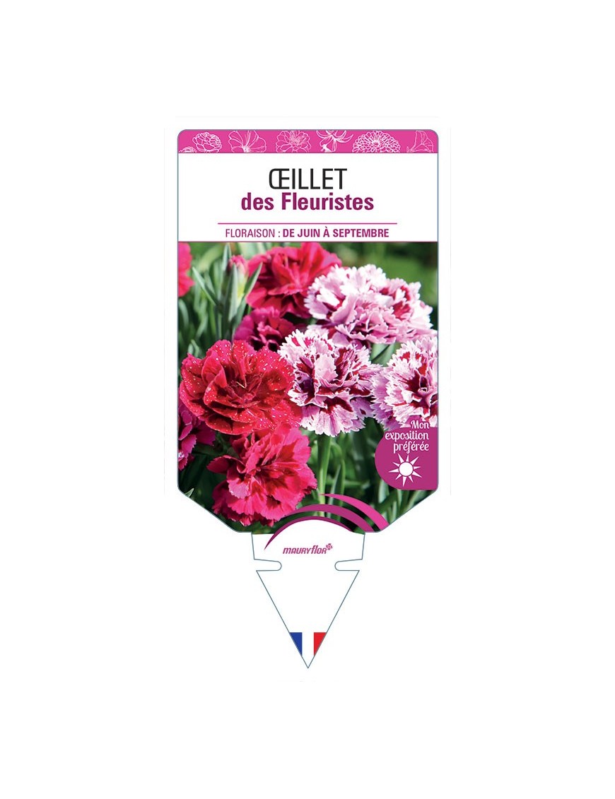 ŒILLET DES FLEURISTES (varié) *