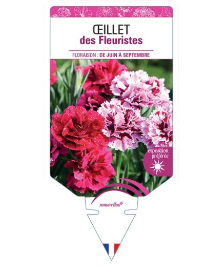 ŒILLET DES FLEURISTES (varié) *