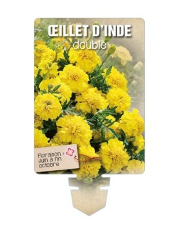 ŒILLET D'INDE DOUBLE (jaune) *