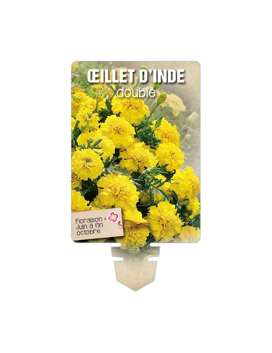 ŒILLET D'INDE DOUBLE (jaune) *