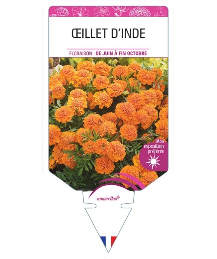 ŒILLET D'INDE DOUBLE (orange) *