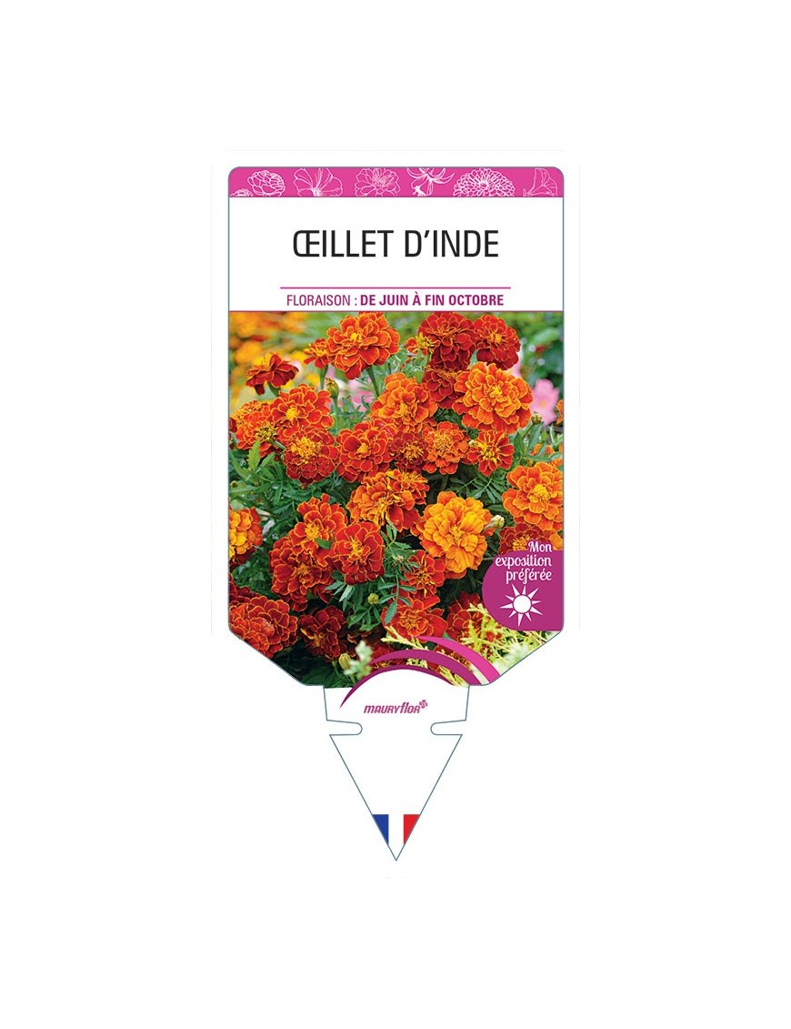 ŒILLET D'INDE DOUBLE (rouge et brun) *