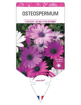 OSTEOSPERMUM (varié) *