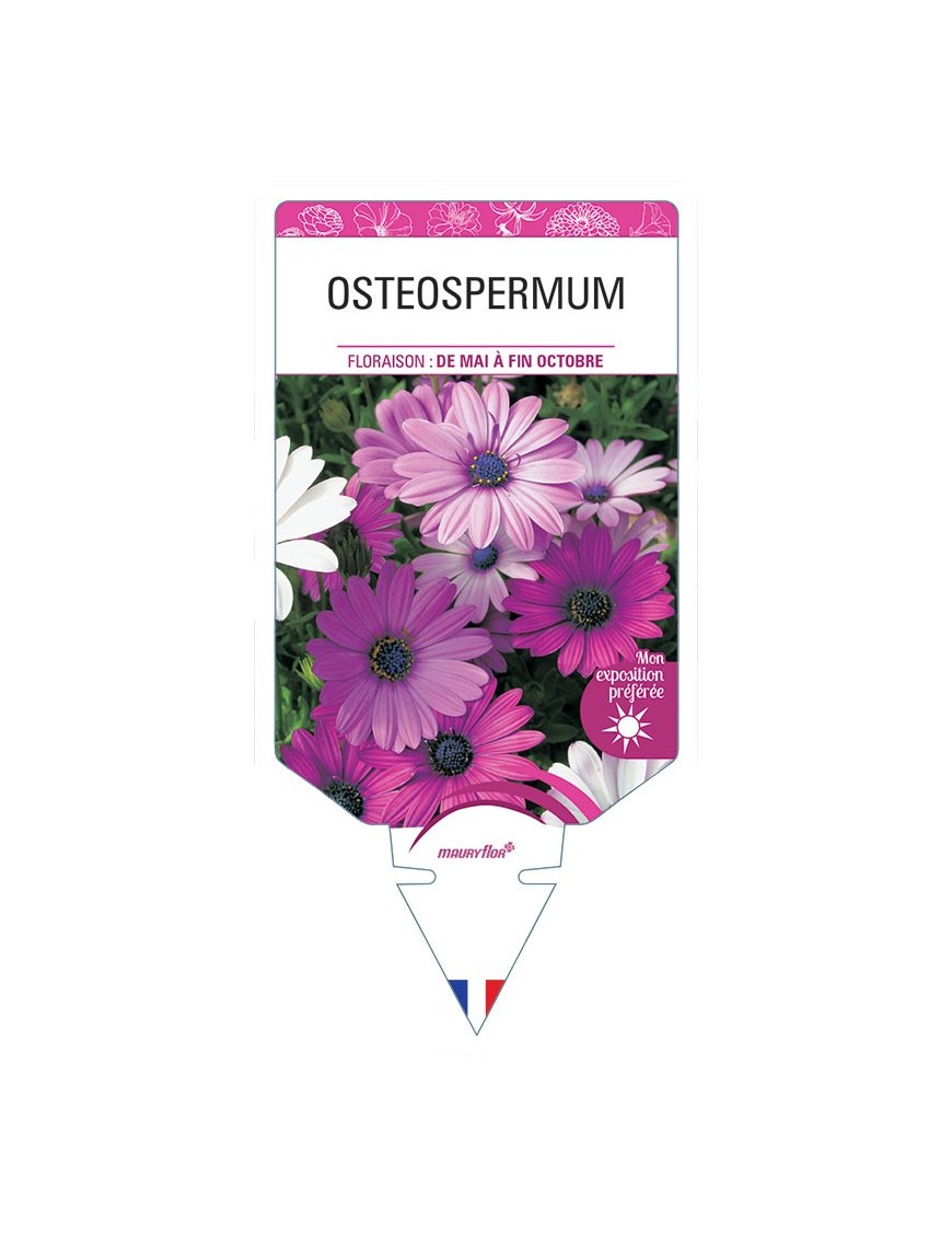 OSTEOSPERMUM (varié) *