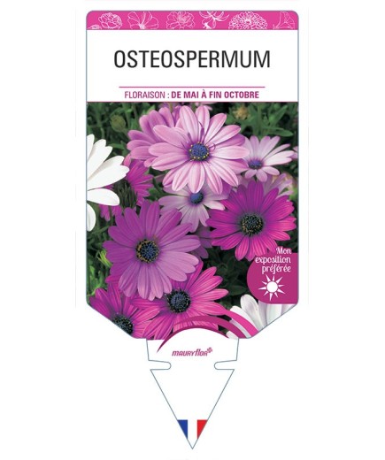 OSTEOSPERMUM (varié) *