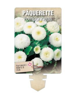 PÂQUERETTE POMPONNETTE (blanc) *