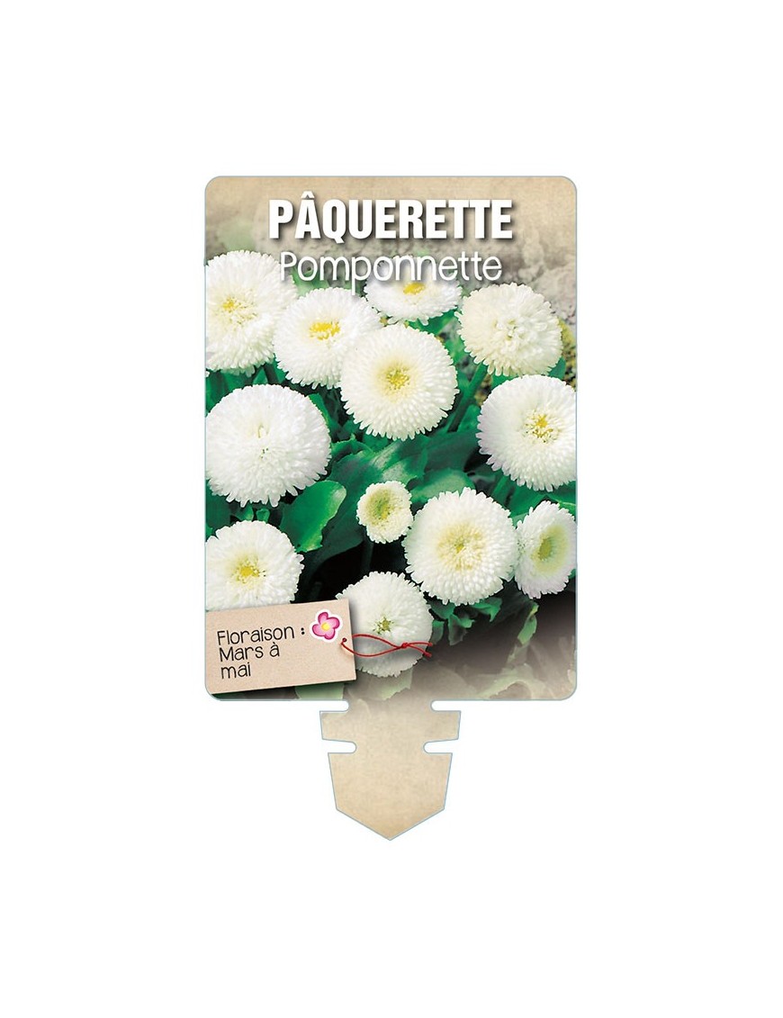 PÂQUERETTE POMPONNETTE (blanc) *