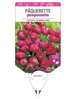 PÂQUERETTE POMPONNETTE (rouge) *