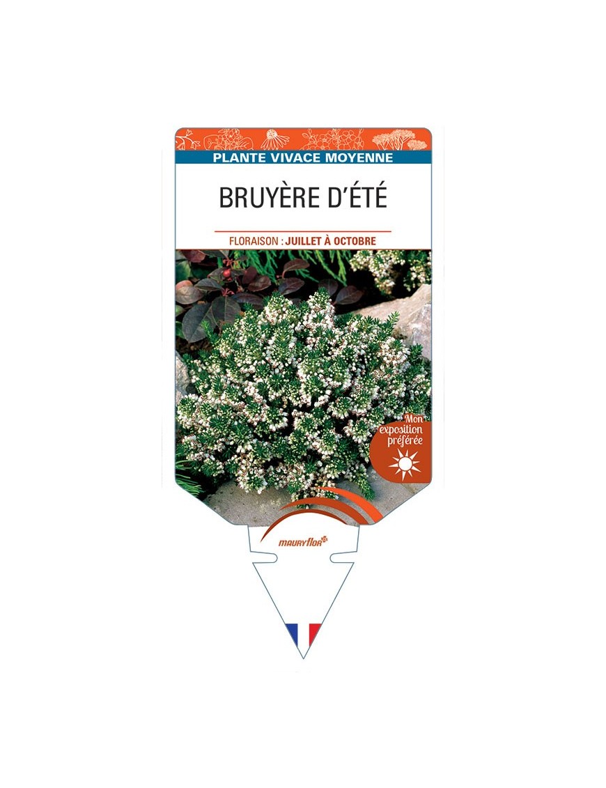ERICA VAGANS voir Bruyère d'été (blanc)