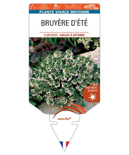 ERICA VAGANS voir Bruyère d'été (blanc)
