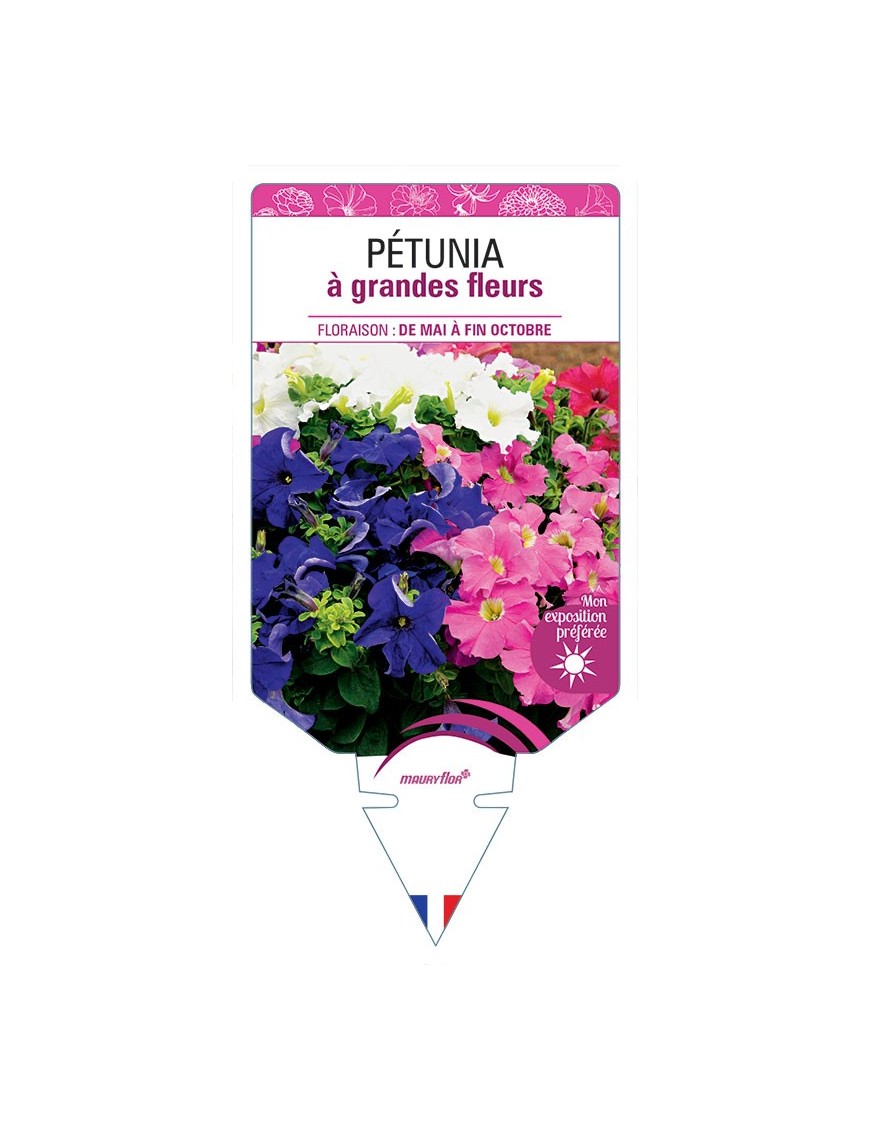 PÉTUNIA (à grandes fleurs varié) *
