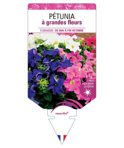PÉTUNIA (à grandes fleurs varié) *