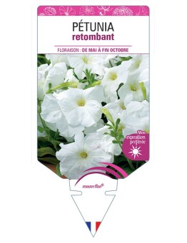 PÉTUNIA RETOMBANT (blanc) *