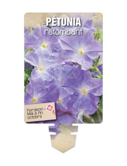 PÉTUNIA RETOMBANT (bleu ciel) *