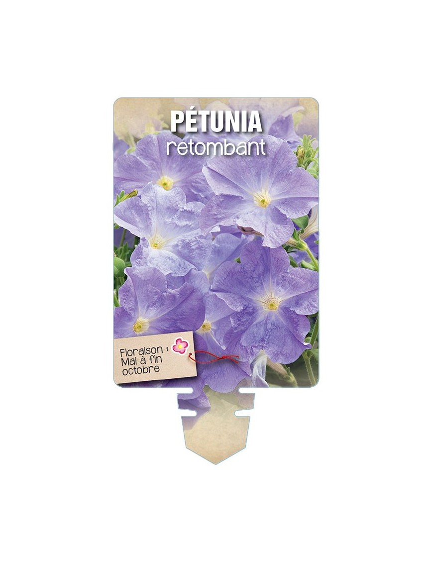 PÉTUNIA RETOMBANT (bleu ciel) *