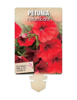 PÉTUNIA RETOMBANT (rouge) *