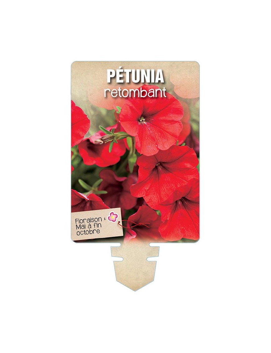 PÉTUNIA RETOMBANT (rouge) *