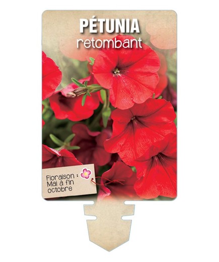 PÉTUNIA RETOMBANT (rouge) *